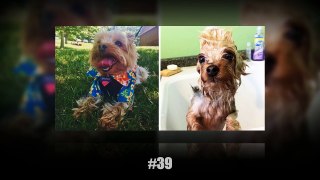 10 Funny Dog Pics Before And After A Bath