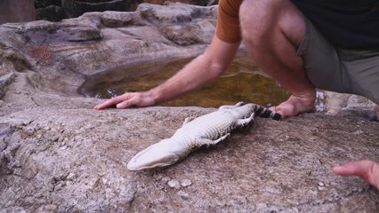 Il nous montre comment endormir un alligator