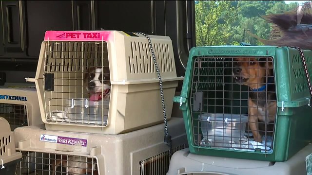 100 Dogs and Cats, One Potbelly Pig Rescued from Texas-Kill Shelter