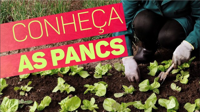 Você sabe o que são as PANCS?