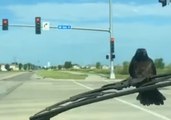 Stubborn Crow Refuses to Let Go of Windshield Wipers in Iowa