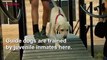 Guide dog puppies are helping to change the lives of young offenders in Australia.Inmates have been given the task of training the guide dogs in hopes that th