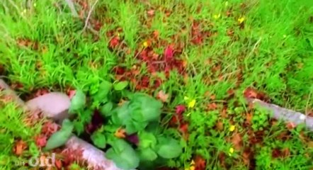 My Ghost Story S01 - Ep04 The Boy in the Closet HD Watch