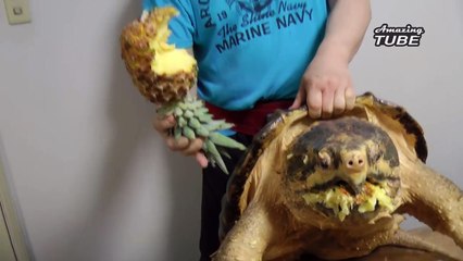 Cú táp của một chú rùa cá sấu khổng lồ mạnh cở nào