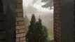 Tree Falls During Storm in Sudbury, Ontario