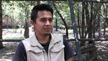 Nacen en zoo ocho crías de lobo mexicano, una especie amenazada