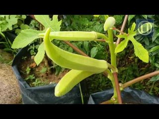 Cucuk... cucuk... hidup