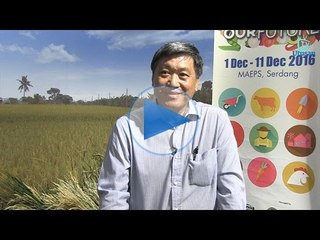 Potensi besar jagung bijirin