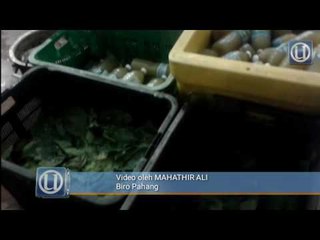 111 orang ditahan terlibat dadah di Maran