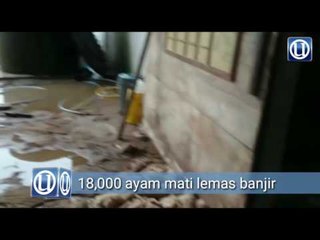 Banjir: 18,000 ekor ayam mati