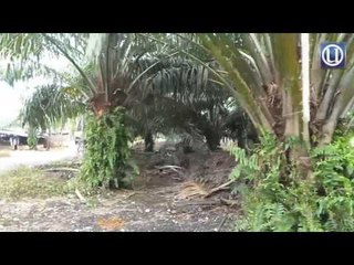 Ladang babi makin 'membesar' di Kuala Langat