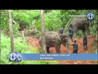 Awang Wangi sesat berjaya dipindahkan