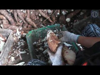 Kerepek ubi kayu RK warisan keluarga