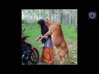 Cik Ah si lembu manja bakal jadi korban