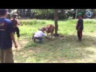 Mangsa tendangan lembu korban