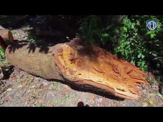 Tebang semua pokok besar tepi jalan   MB Terengganu