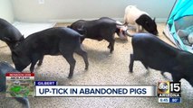 Valley pig rescue at capacity, abandoned pigs looking for forever homes