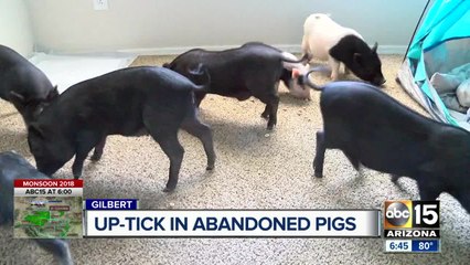 Valley pig rescue at capacity, abandoned pigs looking for forever homes