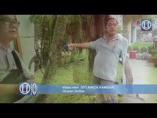 Penduduk bantah pemaju hendak tebang 200 pokok bahu jalan