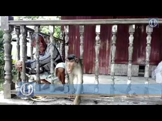 Redah banjir demi beruk