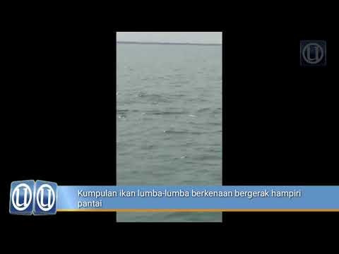 Ratusan ikan lumba-lumba dikesan di Kuala Perlis