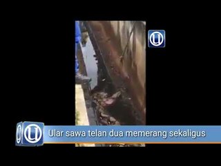 Ular sawa telan dua memerang sekaligus