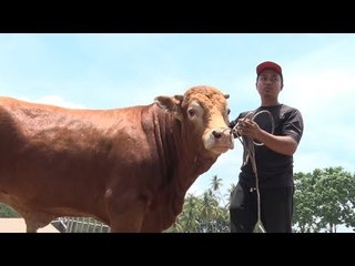 MAHA 2018  Pemuda 29 tahun miliki 32 lembu hibrid sado