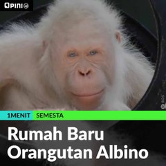 #1MENIT | Rumah Baru Orangutan Albino