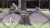 Eight newborn wolf cubs roam new home at Mexican zoo