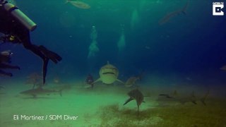Diver Stops A Shark From Eating His Friend