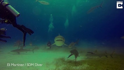 Diver Stops A Shark From Eating His Friend