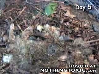 Décomposition d'un lapin Plus de 8 Jours