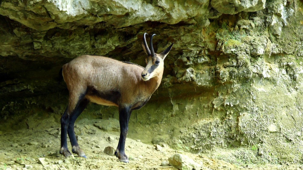 Chamois rencontré près d'une source