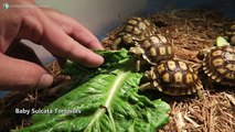Day In The Life // New Baby Tortoise & Feeding My Pets