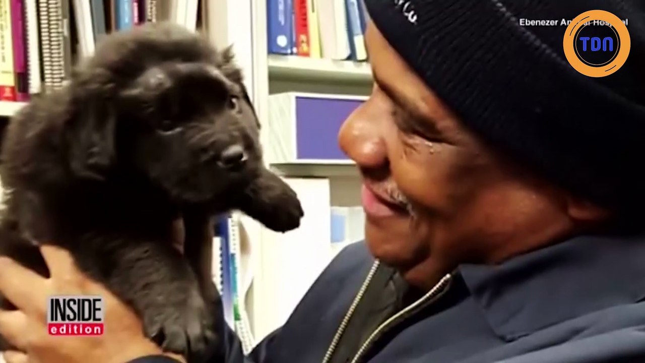 Ce chiot a 18 balles dans son corps
