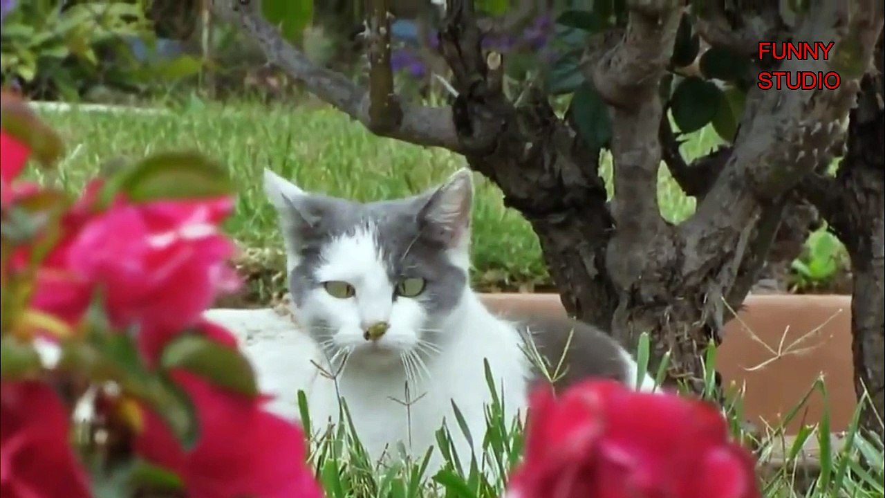 FUNNY CATS!