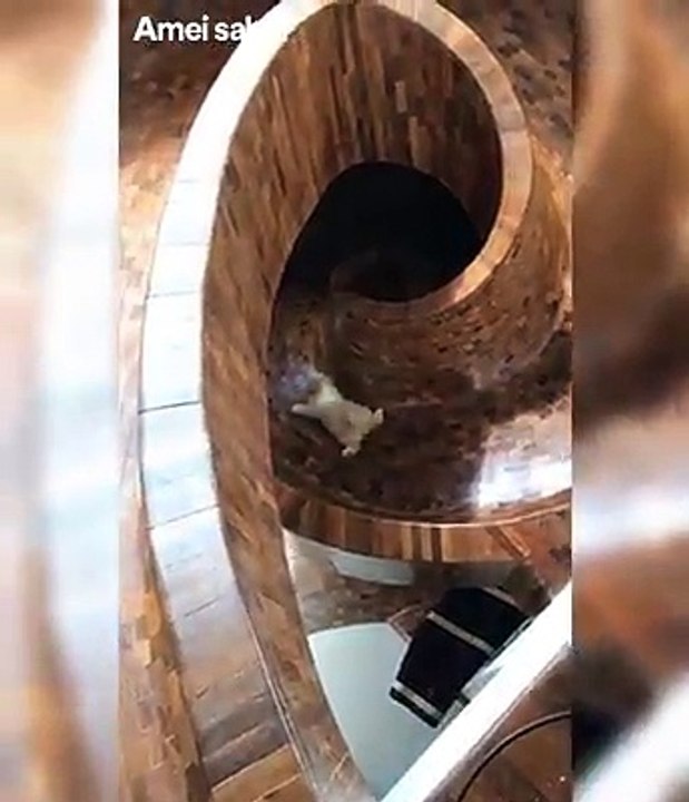 The home owner built this slide for his dog when he discovered that he loved slides.....