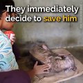 This poor creature's amazing transformation is truly heartwarming! ❤️❤️❤️These animal heroes deserve all the praise in the world! 