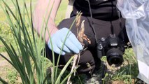 Científicos estudian los microorganismos del Parque Nacional de Ordesa