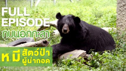 กบนอกกะลา : หมี "สัตว์ป่าผู้น่ากอด | FULL (21 มิ.ย.61)