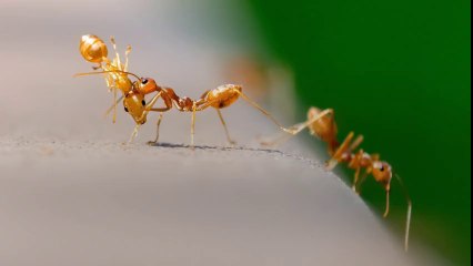Ants control company in Dubai | Al Jazeerah