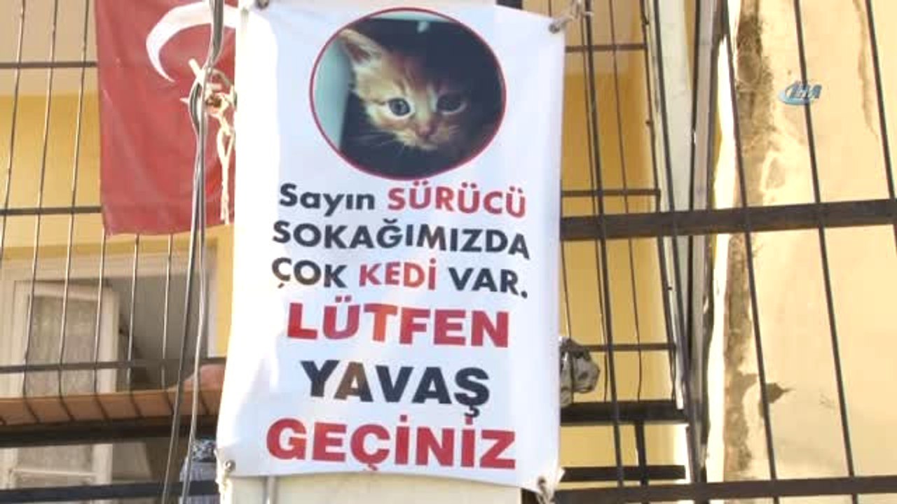Mahallenin Fahri Trafik Polisi Ayşe Kaya Sokak Kedilerini Böyle Koruyor