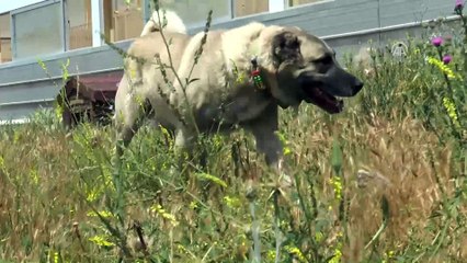 'Sadık dost' Kangal köpeklerine ilgi arttı - SİVAS