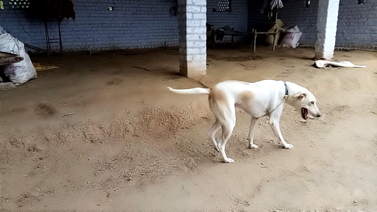 A farmer's Dog