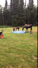 Maman élan et ses bébé font trempette dans une piscine