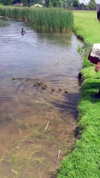 Une cane maman de 9 canetons en adopte 10 de plus (Michigan)