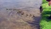 Une cane maman de 9 canetons en adopte 10 de plus (Michigan) / A mother duck of 9 ducklings adopts 10 more