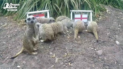 حيوانات السرقاط تتوقع الفائز بمبارة أنجلترا وكرواتيا