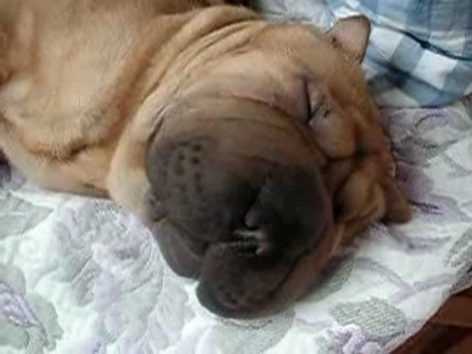 Le Shar-Pei Ronfleur