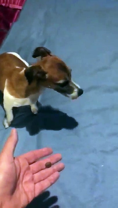 Warum Hunde keine muslimische Islam Wurst fressen